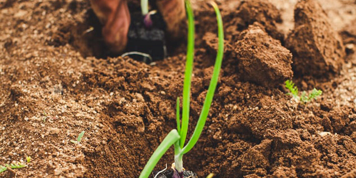 Un potager de 5 000m2